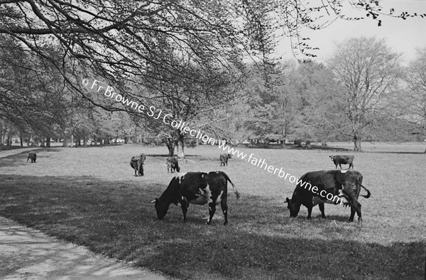 CATTLE ON THE FARM